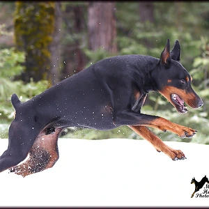 Not snow bound exactly but snow bounding!  March 2017
