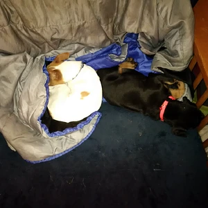Gracie and Riley (her Chi foster Dad/Bro)