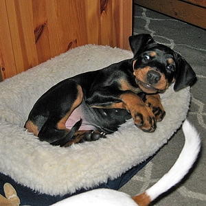 8 wks - learning to like larger bed