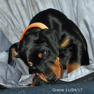 8wks and Ohhh so cute