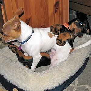 8wks "Gotta get me some Chi"