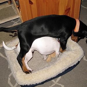 8wks "hey, my Chi-Bro Riley shrank"