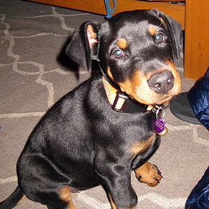 8wks "...Sit? okay, like this?"