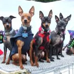 Gracie's surrogate Pin Family