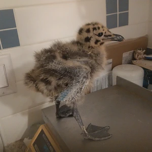 Baby Gull