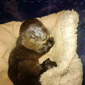 River Otter orphan