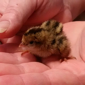 Baby Quail