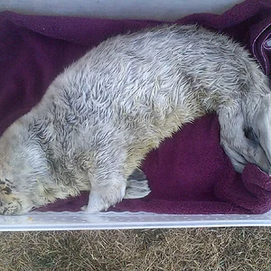 Preemie Harbour Seal Pup