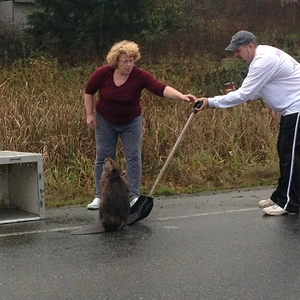 Beaver wrangling