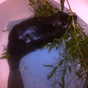 Beaver in a tub "...mmmm, willow, my favorite"