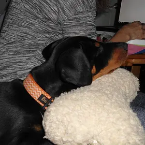 Gracie with bone pillow