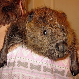 yearling Beaver