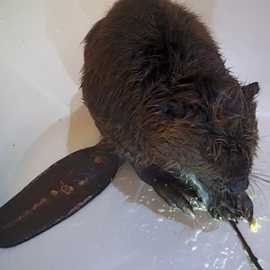 Beavers LOVE willow!