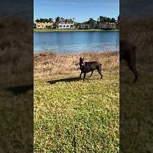 European Doberman running in slow motion - YouTube