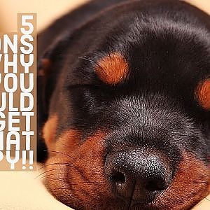 5 Reasons you why you should get a family dog - YouTube