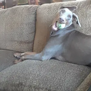 Goofball