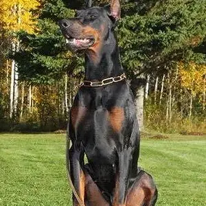 Optimus Prime Von Schwarze Kraft