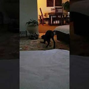 Darcy vs. Roomba