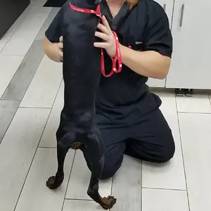 Surrender Day... Adoption Day