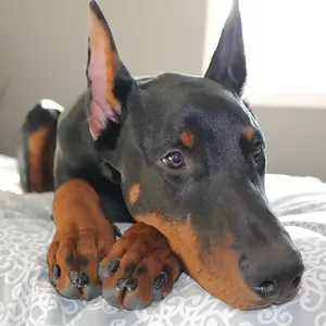 Argo Relaxing on the bed