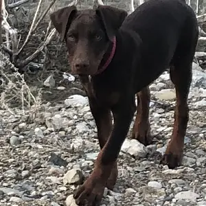 Day before ear cropping.