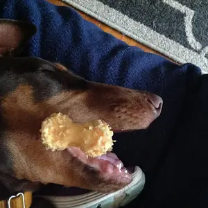 She chewed herself to sleep...