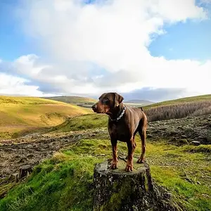 Buddy up on the fellside