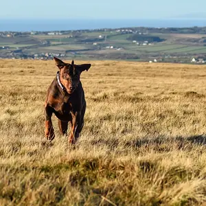 A gallop on the fell