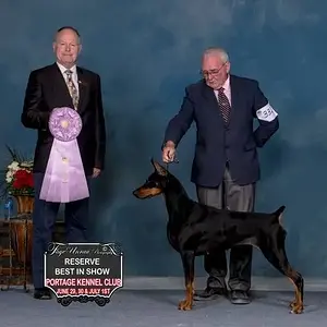 Hilltophaven Dobermanns