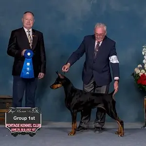 Hilltophaven Dobermanns