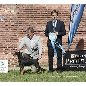 Hilltophaven Dobermanns