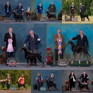 Hilltophaven Dobermanns