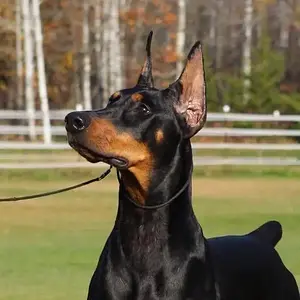 Hilltophaven Dobermanns