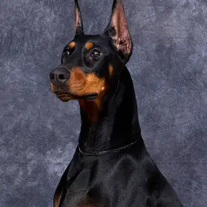 Hilltophaven Dobermanns