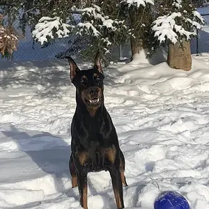 Hilltophaven Dobermanns