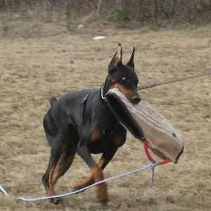 Hilltophaven Dobermanns