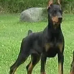 Hilltophaven Dobermanns