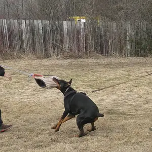 Hilltophaven Dobermanns