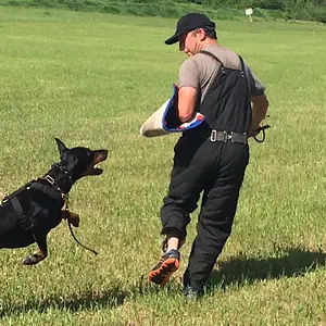 Hilltophaven Dobermanns