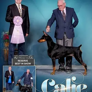 Hilltophaven Dobermanns