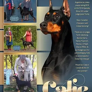Hilltophaven Dobermanns
