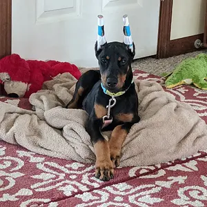 Has to have a blanket to lay on