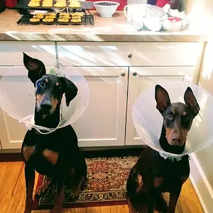 Thanksgiving Turkeys