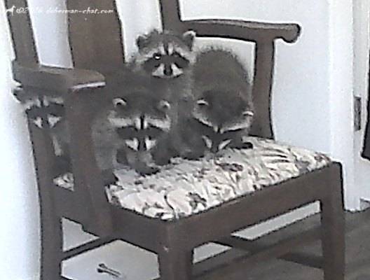 8wk old Coon Kits