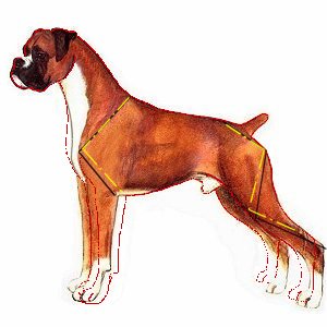 terrier-front.jpg