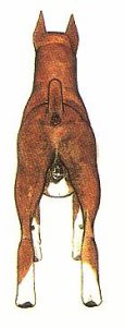 rear-correct.jpg