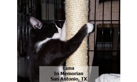 132Luna.png