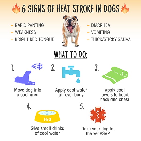 Heat-Stroke-in-Dogs-Infographic.jpg