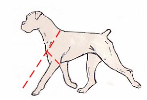 uprightt-anglulation.jpg