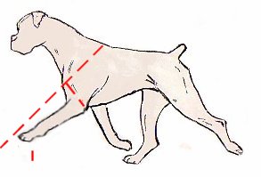 short-upperarm.jpg